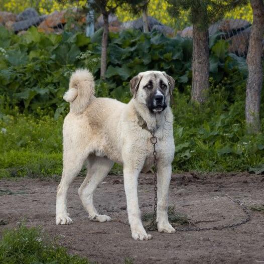 How Much Does A Kangal Dog Weight